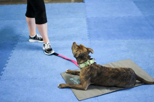 Dog Boarding and Training in Miami: FAQ’s about our in-facility training programs
