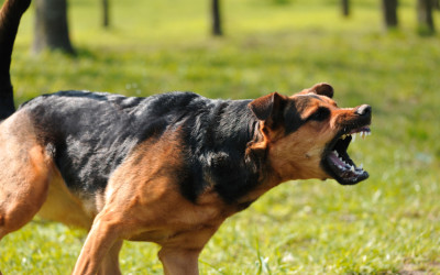 The Reality of Having a Dog Aggressive (or Reactive) Dog (And How To Address It)