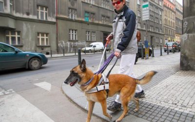 October is National Service Dog Month!