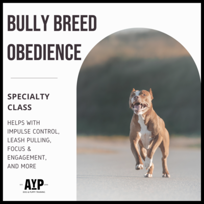Pit Bull running outdoors promoting Bully Breed Obedience specialty class for impulse control, leash pulling, and focus training by AYP Dog & Puppy Training.
