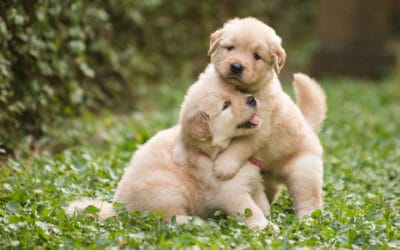 Let’s Get Two Puppies: The Downside of Littermate Syndrome