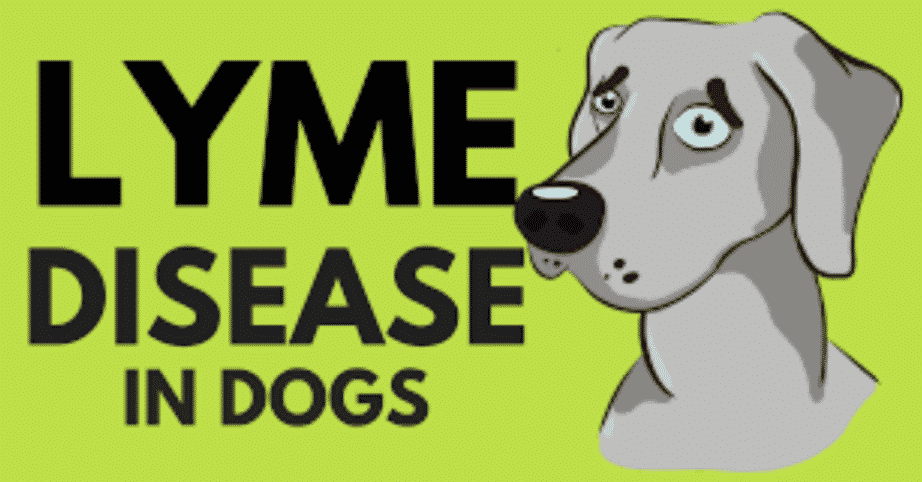Lyme disease dogs