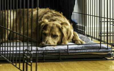 Why Crate Training is So Beneficial for Your Puppy