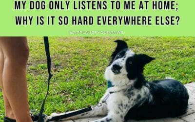 Why Your Dog Ignores Your Commands Outside the Home (And How to Fix It)