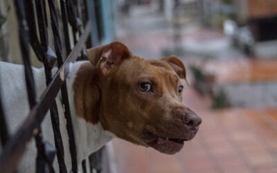 How to Stop a Dog from Fence Fighting