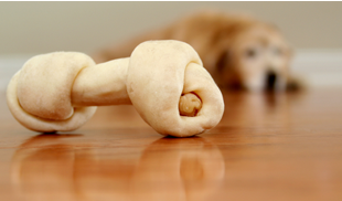 Teaching Dogs to Chew Bones Together
